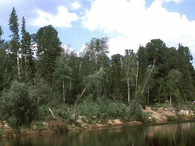 Forest along B. Iugan