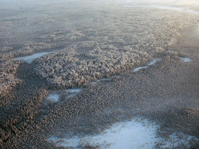 Taiga in Winter